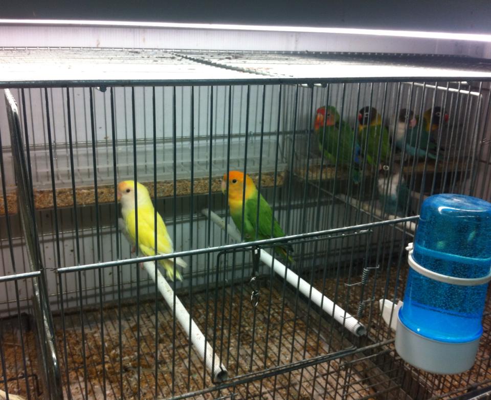 Coppia Aga